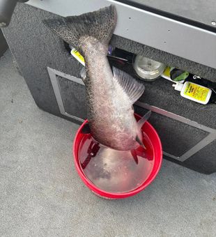 Stunning rockfish caught, temporarily in a bucket on the boat!