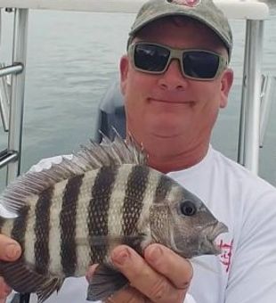 St. Augustine's Striped Sheepshead Portrait