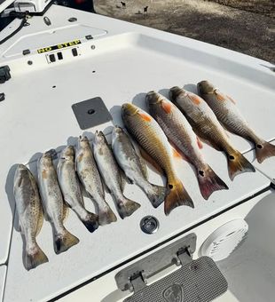 Striped Bass, Redfish, or Trout – League City fishing is full of surprises.
