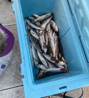 Savoring Sea Trout Success
