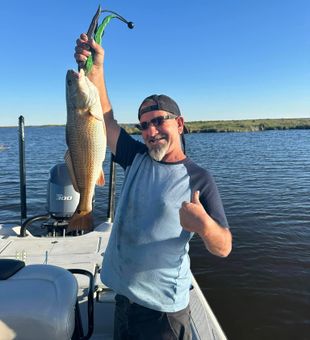 Sight cast redfish in the Louisiana wild