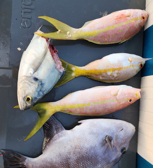 Catch & cook in the Florida Keys – fresh fish, fresh flavor