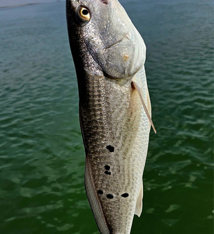 Catch of the day: memories in South Padre Island!