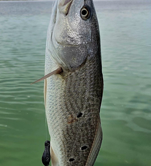 Fisherman's paradise in South Padre Island!