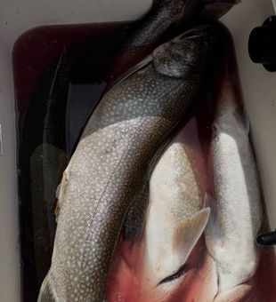 Beautiful lake trout from Peru NY waters!