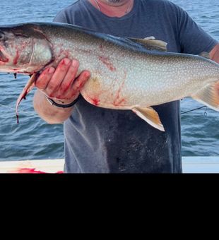Beautiful Lake Trout from Peru NY waters!