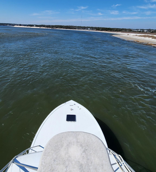 Great days of fishing in Carolina Beach!