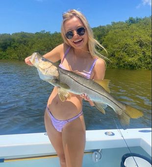 Snook in Anna Maria Island private charters