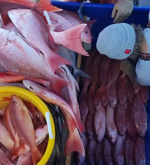 Colorful red snapper pile, freshly iced.