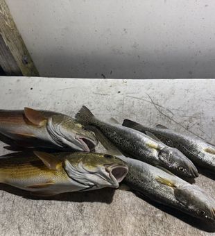 Enjoy exciting deep sea fishing in Destin, FL, where anglers of all skill levels can reel in big catches and create lasting memories on the water.