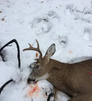 Doe Kill - Forestville, N.Y.