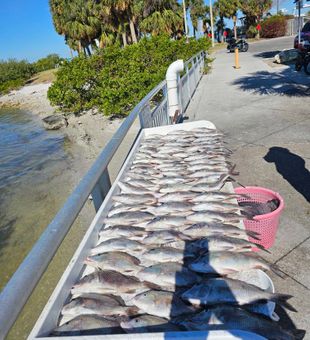 Incredible Clearwater fishing haul displayed dockside!