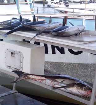 King mackerel and Blackfin Tuna reels of the day