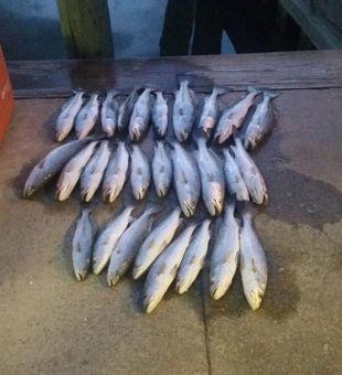 Lots of Catch : Fishing Charter in Orange Beach!