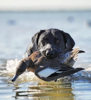 Lock in your Port Mansfield duck hunt and experience prime coastal flyway action.