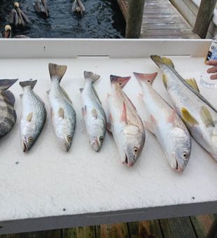 Unforgettable fishing moments in Homosassa