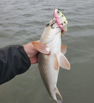 Redfish Action - Galveston, TX.