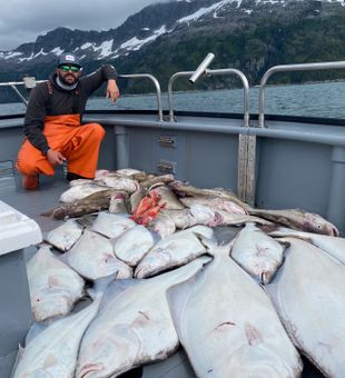 Flat and fierce – Alaska’s halibut