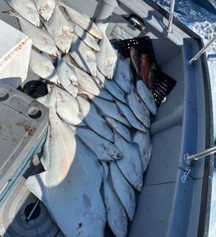 They were biting on this trip aboard the Renegade!