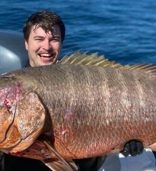 Majestic Mutton Snapper caught in Sarasota, FL