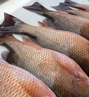 Snapper haul of the day in Florida waters