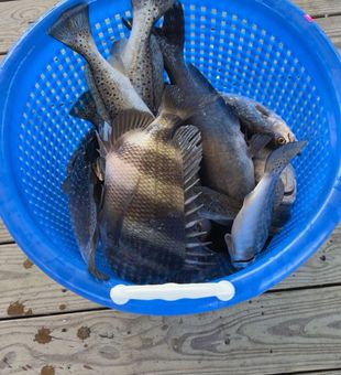 Fresh sheepshead and black drum catch