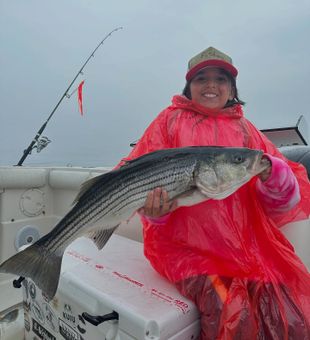 Striper action on Cape Cod Bay