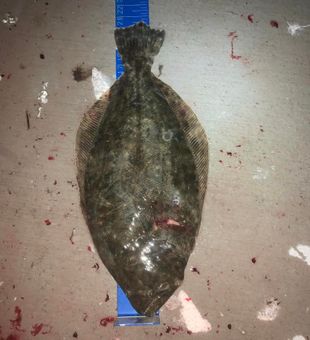 Trophy Sized Flounder Captured In Florida