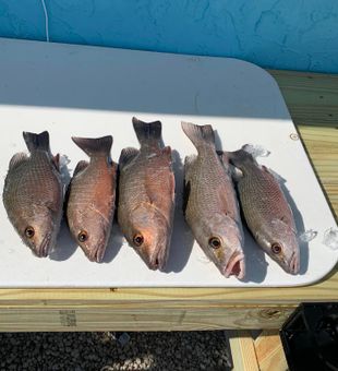 Snapper Reels Of The Day In Florida