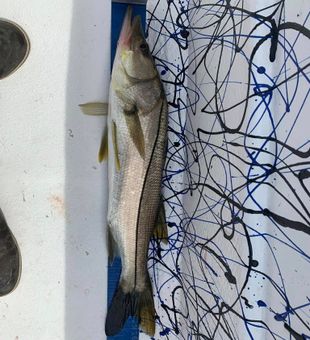 Big Snook on the board!