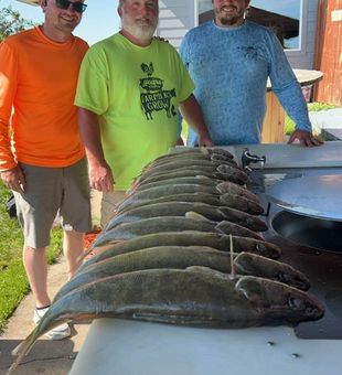 Impressive walleye haul!