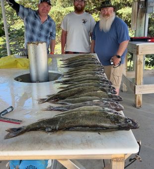 Impressive Walleye Fishing Haul