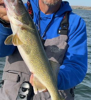 Beautiful walleye catch!