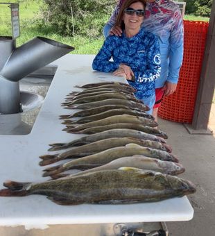 Beautiful walleye limit from Beulah ND waters!