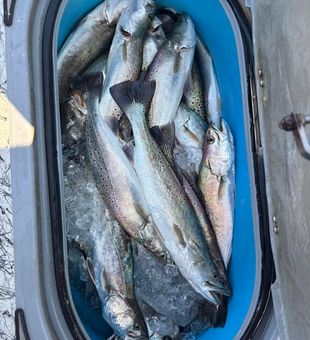 Trout Bucket full! - Corpus Christi, TX.