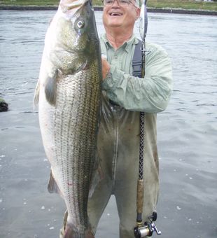 Cape Cod striped bass on hand