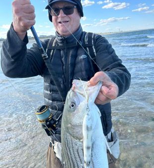 Hard-hitting striped bass action on the surf!