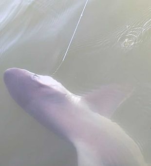 Bull shark hooked in Chincoteague VA waters!
