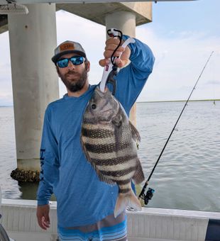 Nice Chincoteague sheepshead on the fishing charter!