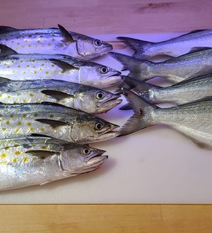 Mackerels ready to go!