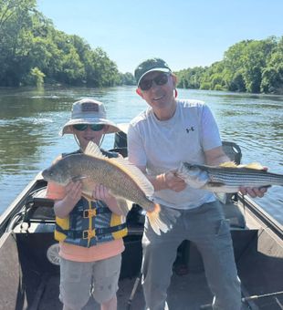 Double success with freshwater drum and striped bass in Weldon!
