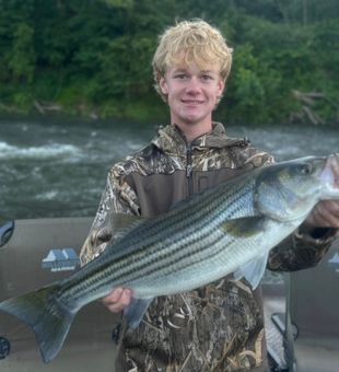 Beautiful Weldon NC striped bass on the water!