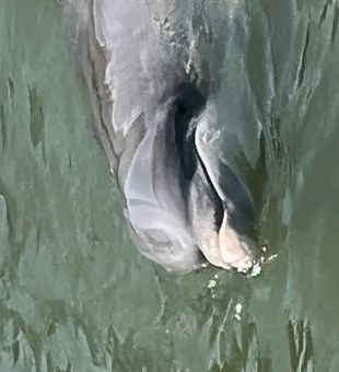 Reel in Hilton Head, SC’s Best Fishing Experiences