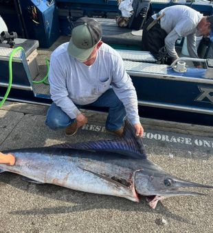 Marlin Landed - Winchester Bay, OR.