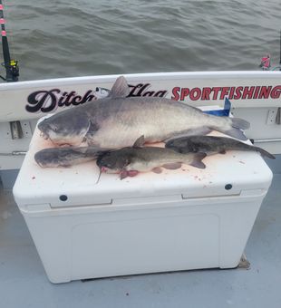 Solid catfish haul with Ditch Flag Sportfishing!