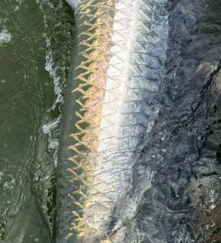Shimmering tarpon in the current.