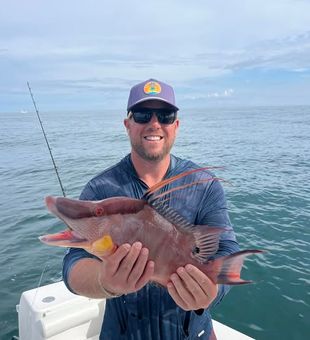 Hogfish Beauty- Madeira Beach, FL.