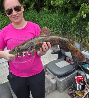 Nice Dayton flathead catfish ready for the cooler!