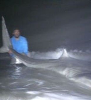 Thrilling Shark Chase at Folly Beach