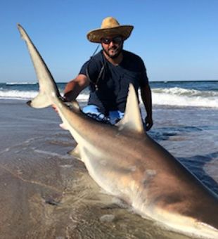 Hooked on Folly's Sharks